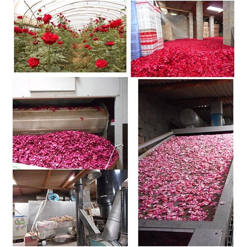 Takaz Global Doğal Kokulu Dekoratif Gül Yaprakları 350 GRAM